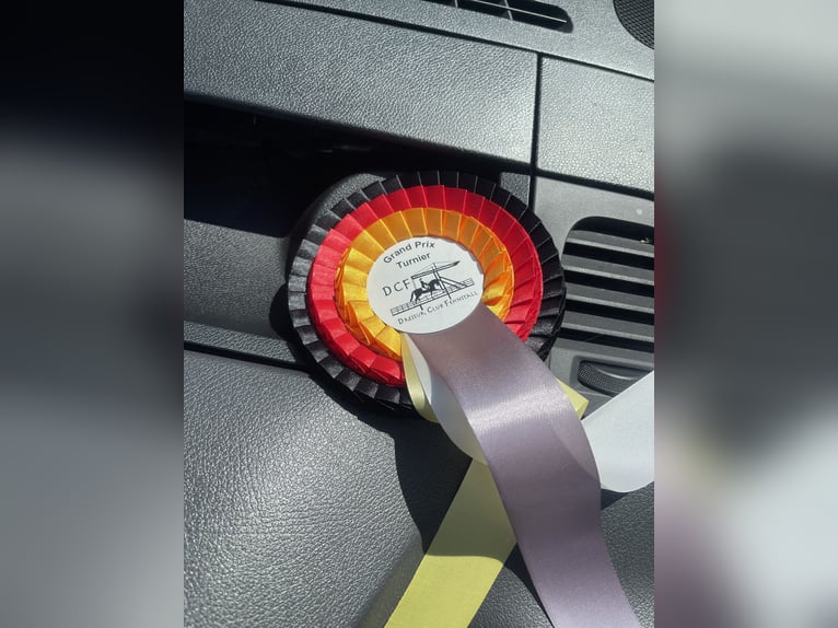 Koń oldenburski Klacz 4 lat 166 cm Ciemnogniada in Berne