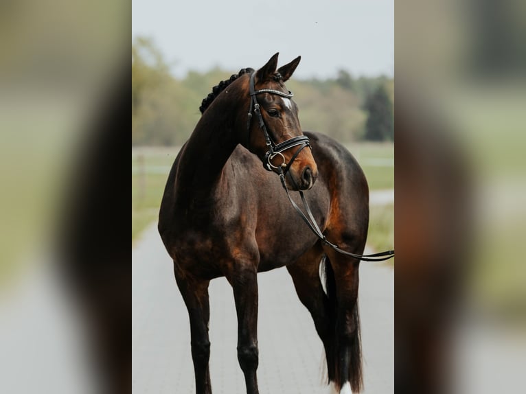 Koń oldenburski Klacz 4 lat 166 cm Ciemnogniada in L&#xF6;wenberger Land