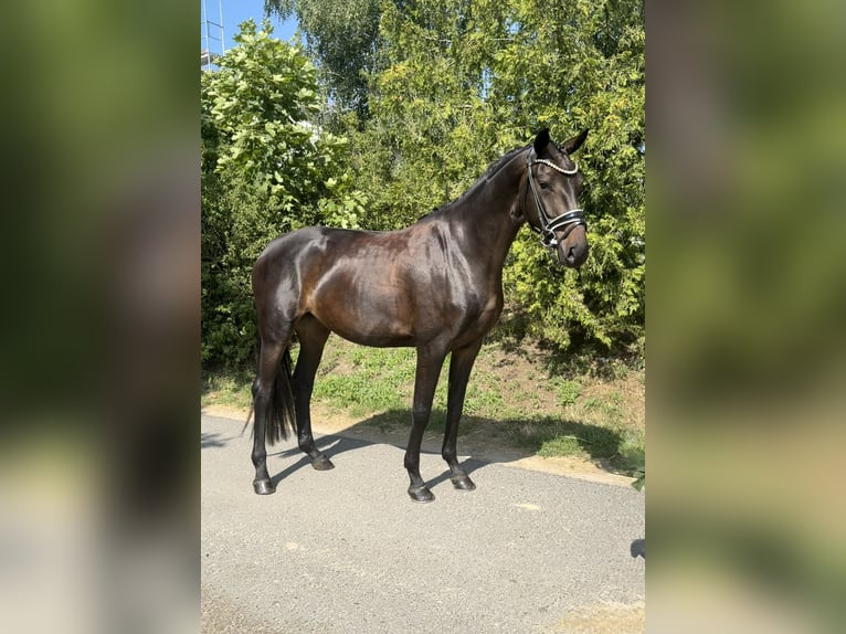 Koń oldenburski Klacz 4 lat 166 cm Ciemnogniada in Phöben