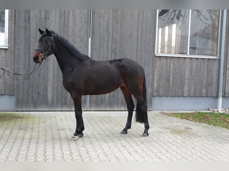 Koń oldenburski Klacz 4 lat 166 cm Ciemnogniada in Kehl