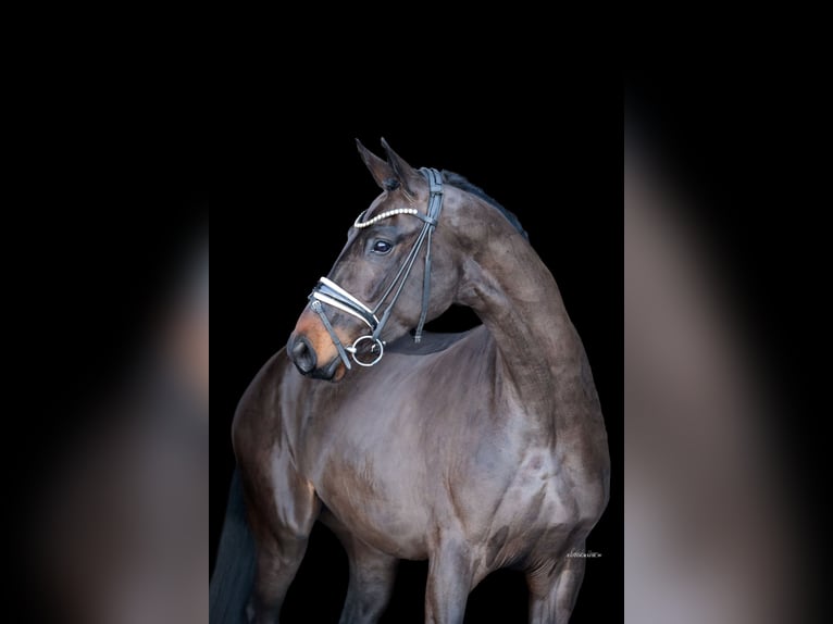 Koń oldenburski Klacz 4 lat 166 cm Ciemnogniada in Lehrberg