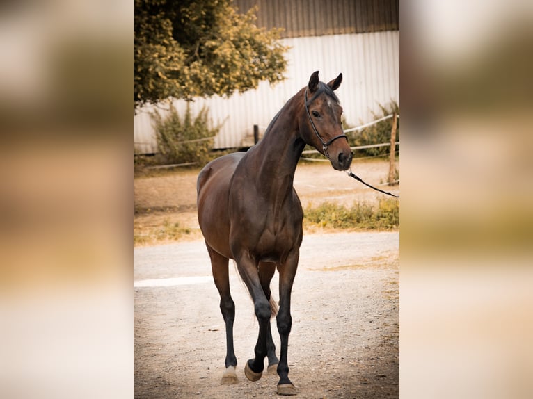 Koń oldenburski Klacz 4 lat 166 cm Ciemnogniada in Weimar