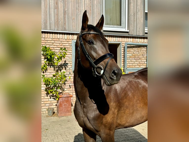 Koń oldenburski Klacz 4 lat 166 cm Gniada in Idstein