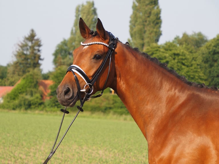 Koń oldenburski Klacz 4 lat 166 cm Gniada in Bramsche