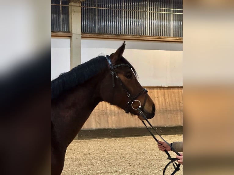 Koń oldenburski Klacz 4 lat 166 cm Gniada in Rottenburg an der Laaber