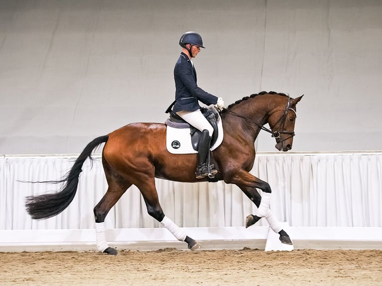 Koń oldenburski Klacz 4 lat 166 cm Gniada in Verden