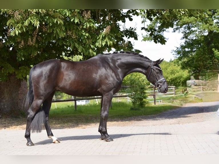 Koń oldenburski Klacz 4 lat 166 cm Kara in Cloppenburg