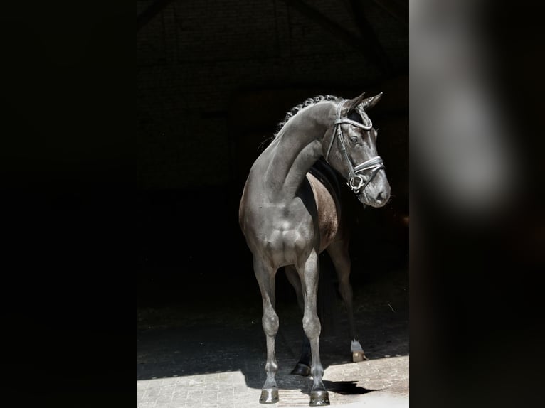 Koń oldenburski Klacz 4 lat 166 cm Kara in Cloppenburg