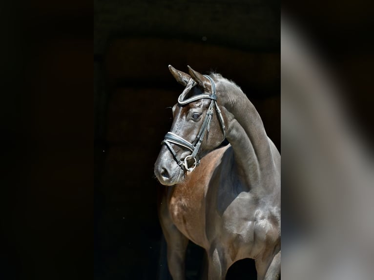 Koń oldenburski Klacz 4 lat 166 cm Kara in Cloppenburg