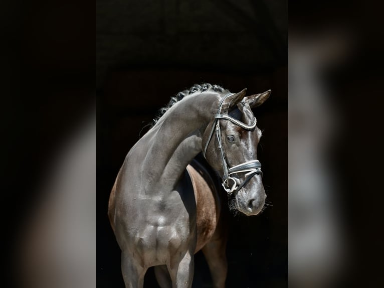 Koń oldenburski Klacz 4 lat 166 cm Kara in Cloppenburg