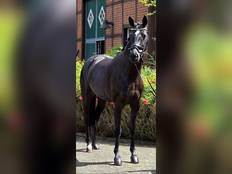 Koń oldenburski Klacz 4 lat 166 cm Kara in Warendorf