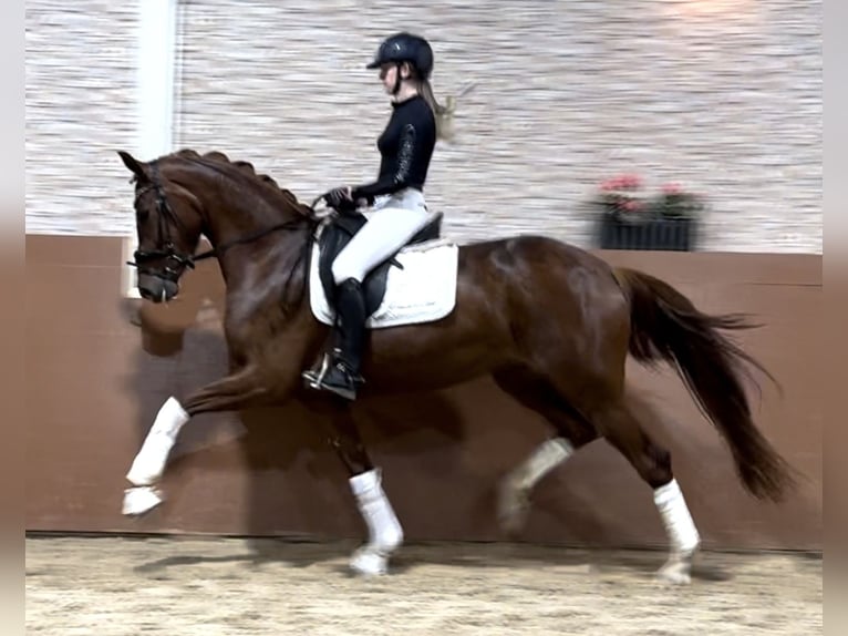 Koń oldenburski Klacz 4 lat 166 cm Kasztanowata in Wehringen