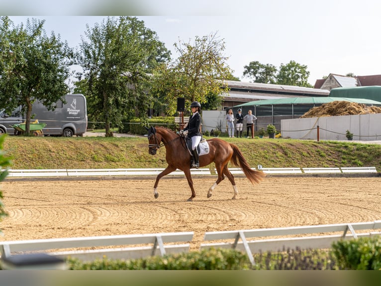 Koń oldenburski Klacz 4 lat 166 cm Kasztanowata in Wehringen