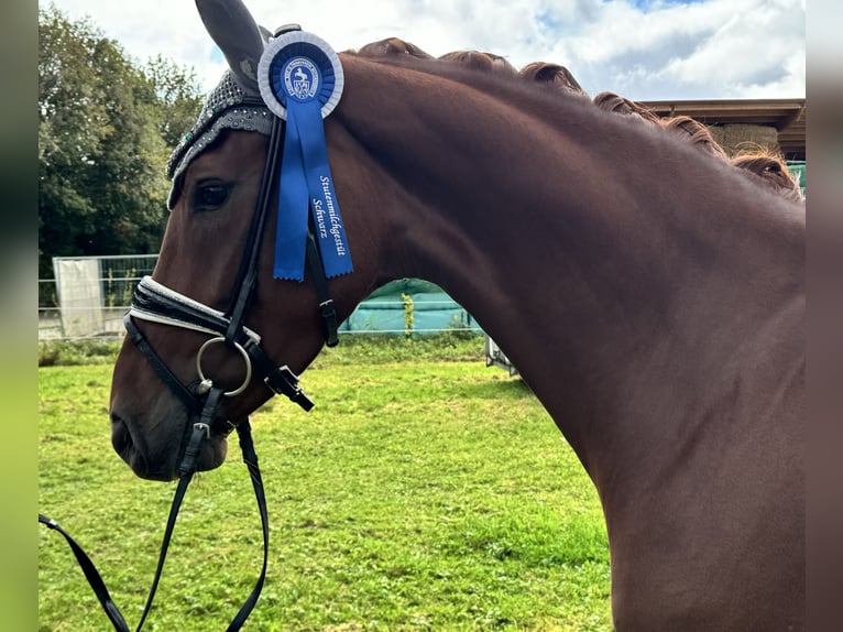 Koń oldenburski Klacz 4 lat 166 cm Kasztanowata in Wehringen