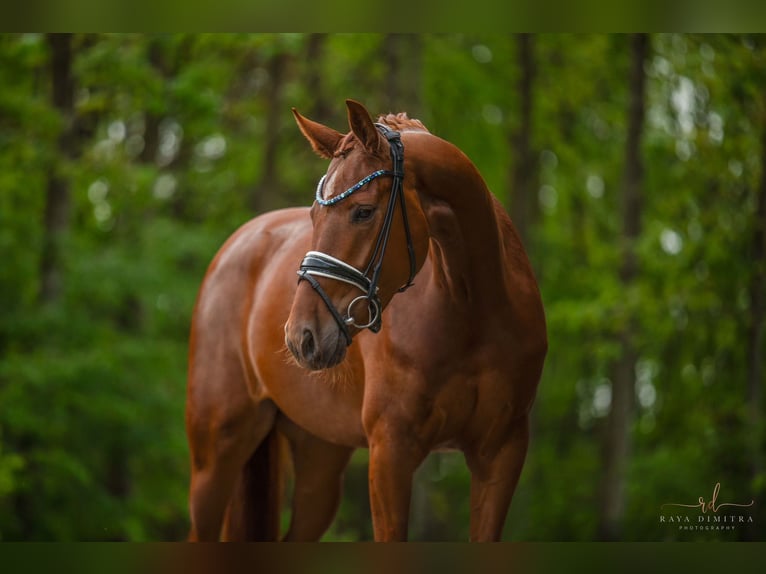 Koń oldenburski Klacz 4 lat 166 cm Kasztanowata in Wehringen