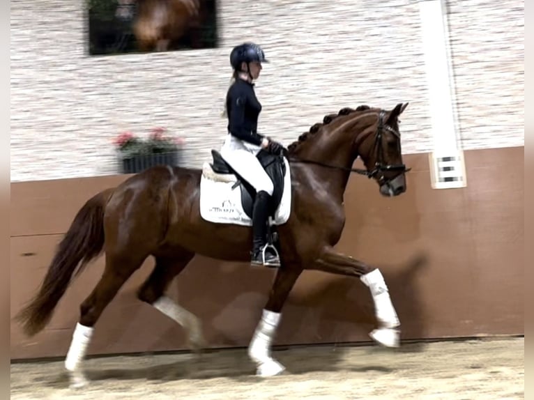 Koń oldenburski Klacz 4 lat 166 cm Kasztanowata in Wehringen