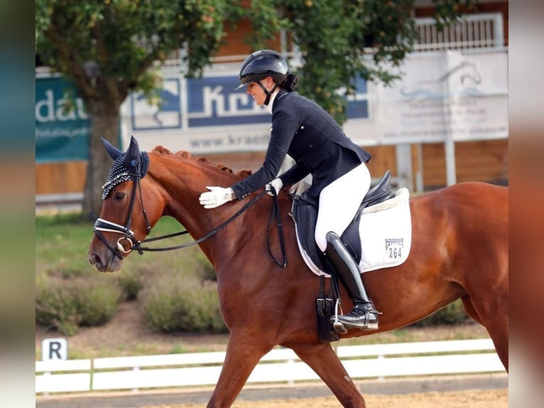 Koń oldenburski Klacz 4 lat 166 cm Kasztanowata in Wehringen