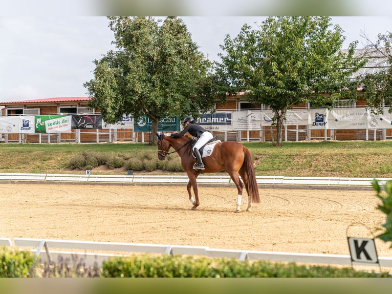 Koń oldenburski Klacz 4 lat 166 cm Kasztanowata in Wehringen