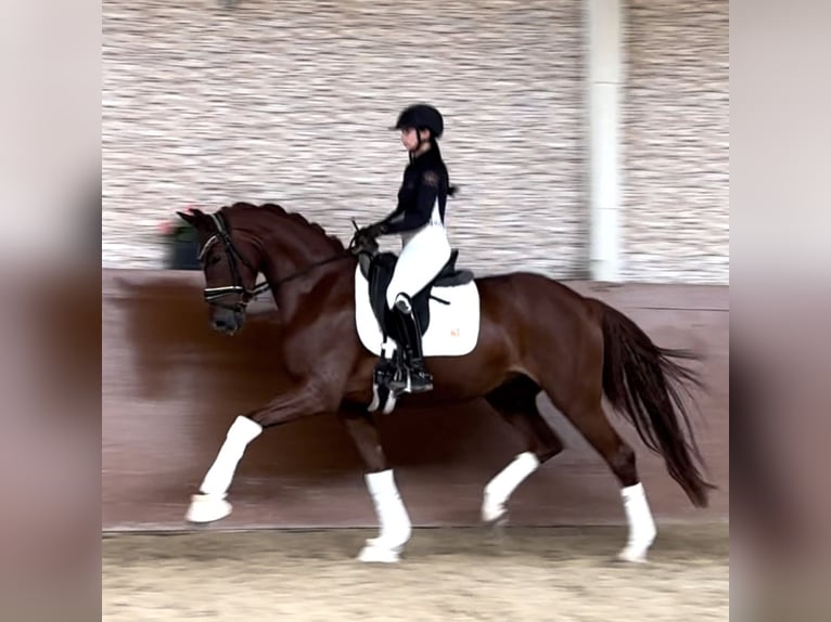 Koń oldenburski Klacz 4 lat 166 cm Kasztanowata in Wehringen