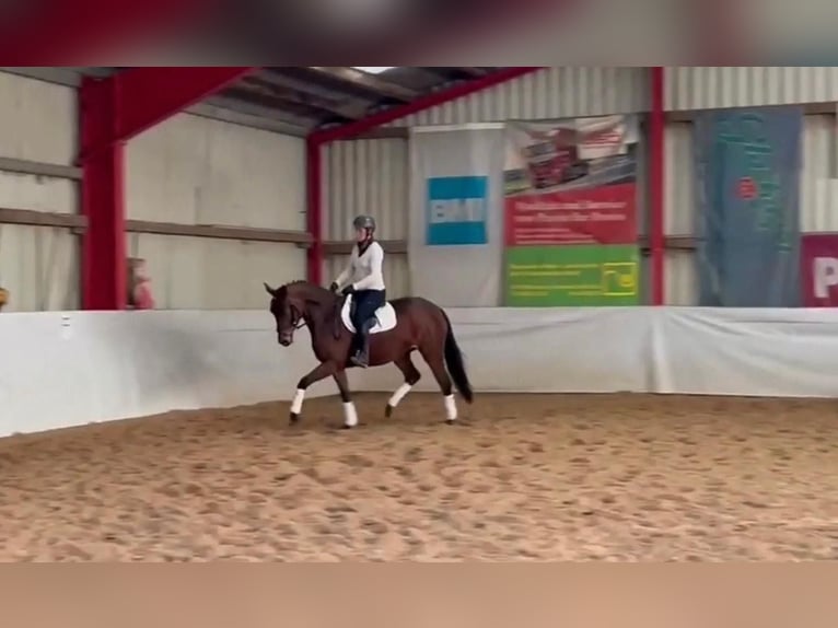 Koń oldenburski Klacz 4 lat 167 cm Ciemnogniada in Sassen-Trantow