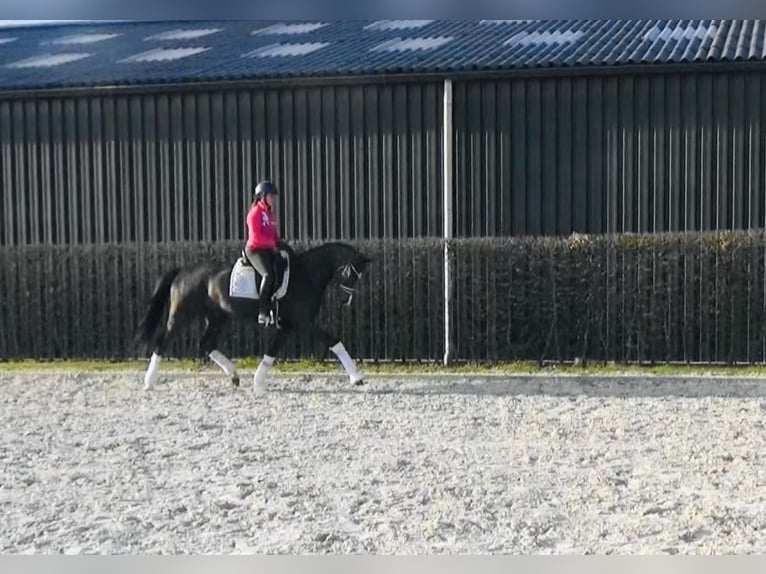 Koń oldenburski Klacz 4 lat 167 cm Ciemnogniada in M&#xF6;nchengladbach