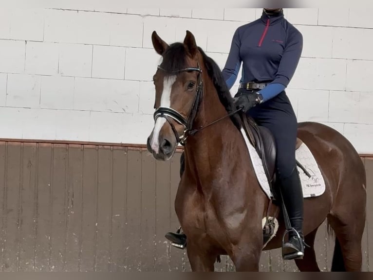 Koń oldenburski Klacz 4 lat 167 cm Ciemnokasztanowata in Lohne (Oldenburg)