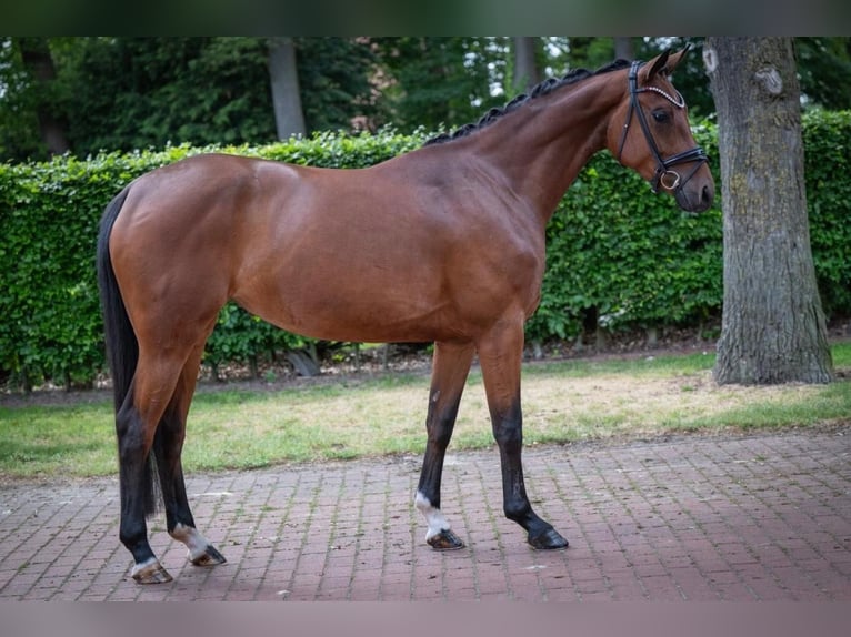 Koń oldenburski Klacz 4 lat 167 cm Gniada in Essen (Oldenburg)