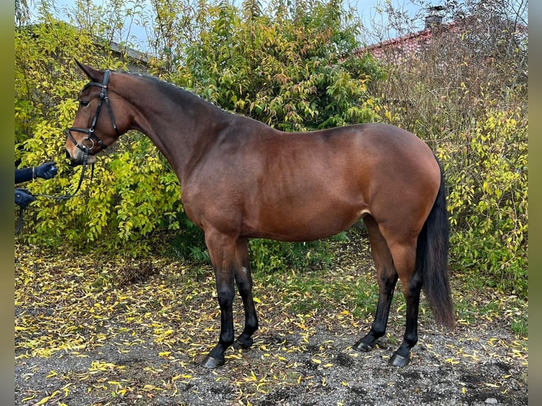 Koń oldenburski Klacz 4 lat 167 cm Gniada in Schwaan