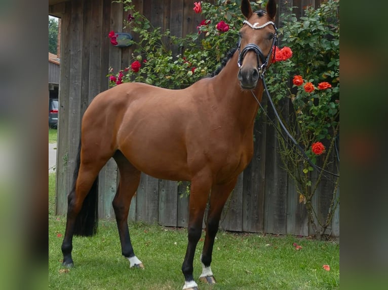 Koń oldenburski Klacz 4 lat 167 cm Gniada in Valluhn