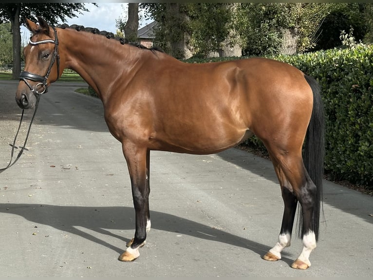 Koń oldenburski Klacz 4 lat 167 cm Gniada in Vechta Koń oldenburski Klacz 4 lat 167 cm Gniada in Vechta