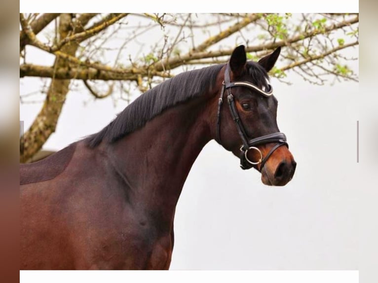 Koń oldenburski Klacz 4 lat 167 cm Gniada in Röttingen