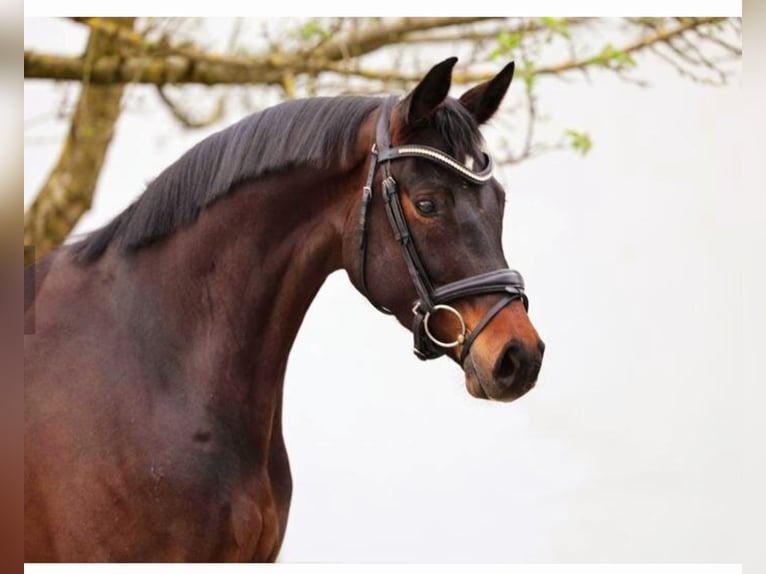 Koń oldenburski Klacz 4 lat 167 cm Gniada in Röttingen