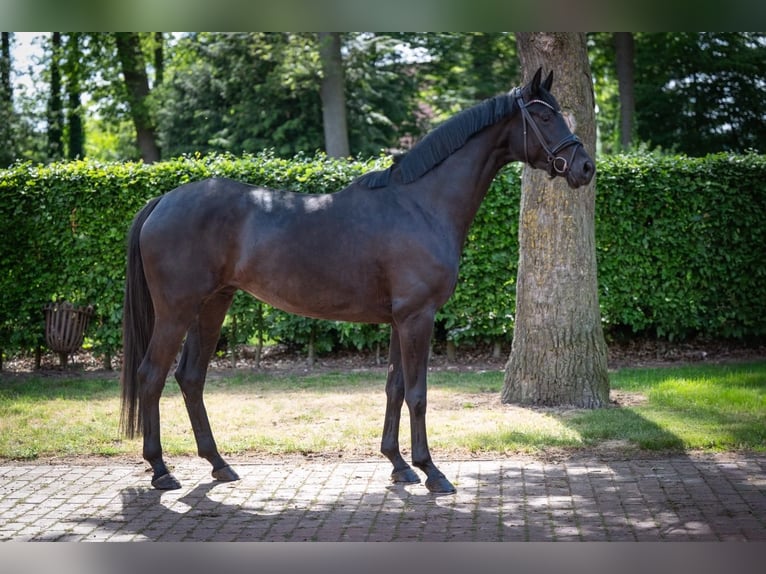 Koń oldenburski Klacz 4 lat 167 cm Kara in Essen (Oldenburg)