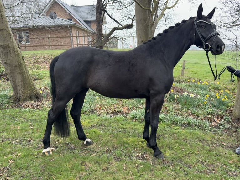 Koń oldenburski Klacz 4 lat 167 cm Kara in Neuenkirchen-Vörden