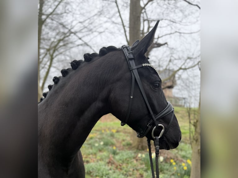 Koń oldenburski Klacz 4 lat 167 cm Kara in Neuenkirchen-Vörden