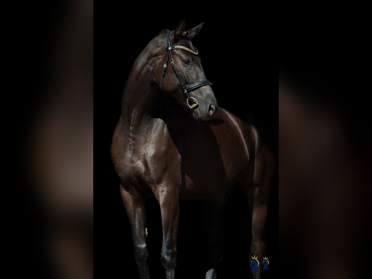 Koń oldenburski Klacz 4 lat 167 cm Kara in Karlsfeld