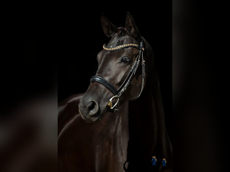 Koń oldenburski Klacz 4 lat 167 cm Kara in Karlsfeld