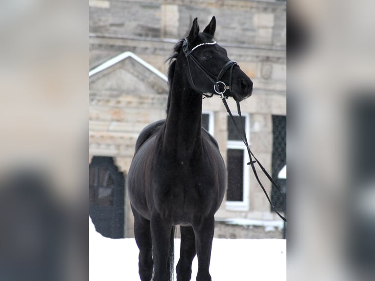 Koń oldenburski Klacz 4 lat 167 cm Kara in Emmerthal-Hämelschenburg