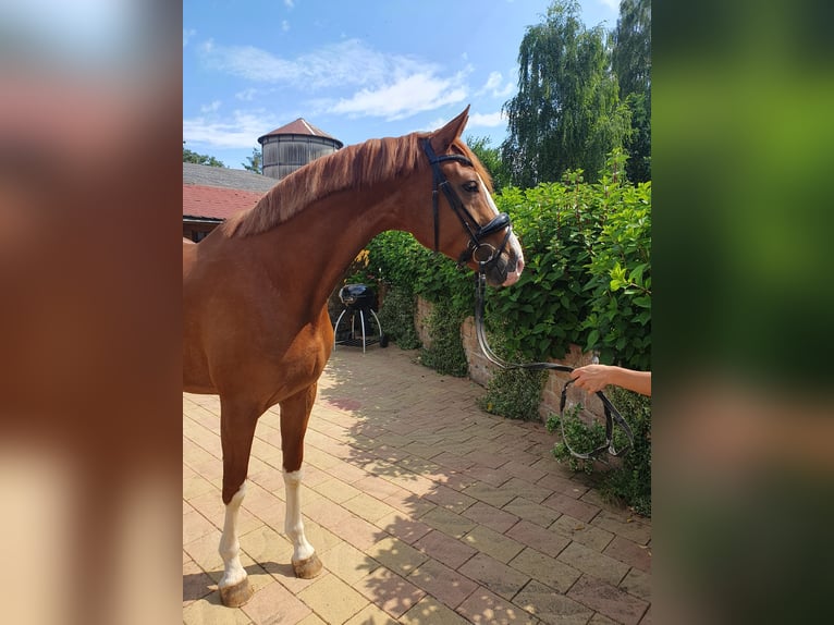 Koń oldenburski Klacz 4 lat 167 cm Kasztanowata in Homberg (Efze)