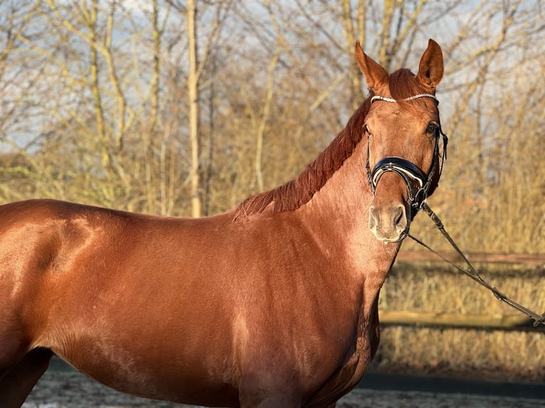 Koń oldenburski Klacz 4 lat 167 cm Kasztanowata in Lohne (Oldenburg)