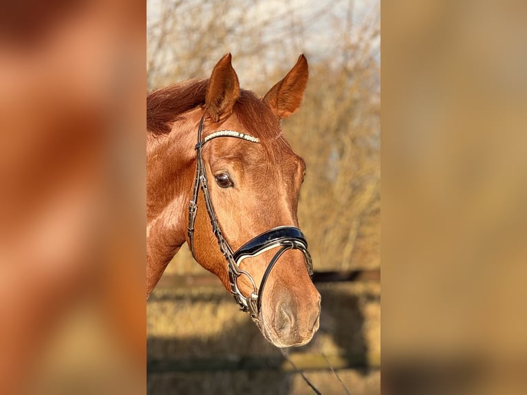 Koń oldenburski Klacz 4 lat 167 cm Kasztanowata in Lohne (Oldenburg)