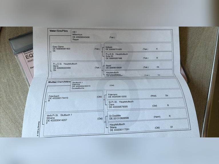 Koń oldenburski Klacz 4 lat 168 cm Ciemnogniada in Aurich