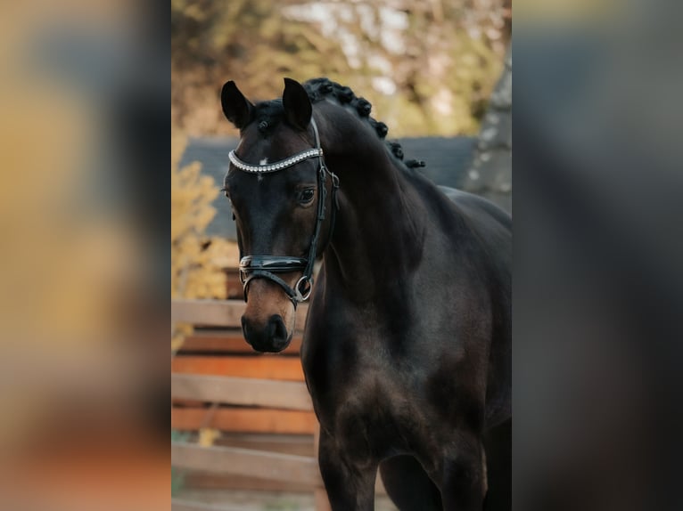 Koń oldenburski Klacz 4 lat 168 cm Ciemnogniada in Nidderau