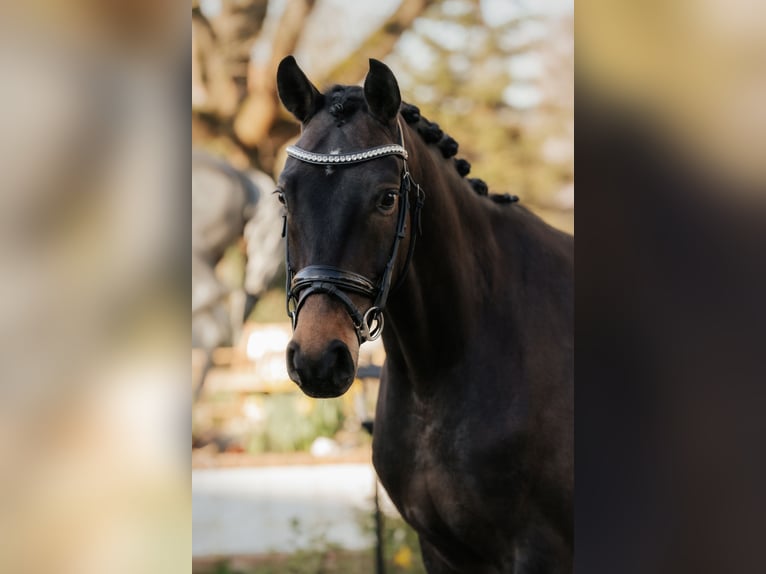 Koń oldenburski Klacz 4 lat 168 cm Ciemnogniada in Nidderau