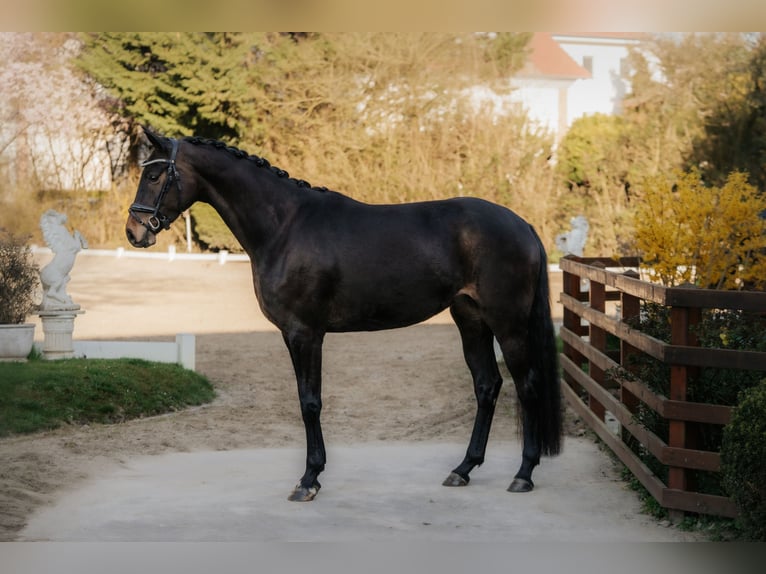 Koń oldenburski Klacz 4 lat 168 cm Ciemnogniada in Nidderau