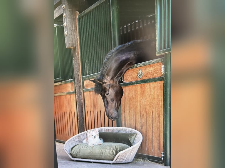 Koń oldenburski Klacz 4 lat 168 cm Ciemnogniada in Solingen