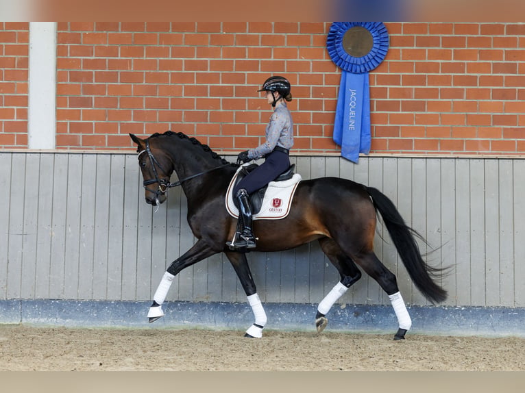 Koń oldenburski Klacz 4 lat 168 cm Gniada in Brodersdorf