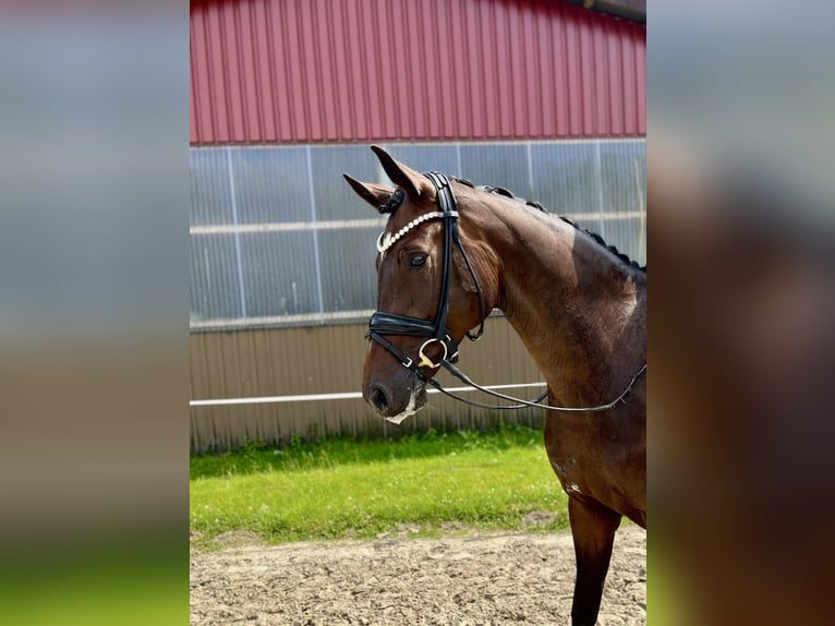 Koń oldenburski Klacz 4 lat 168 cm Gniada in Münster