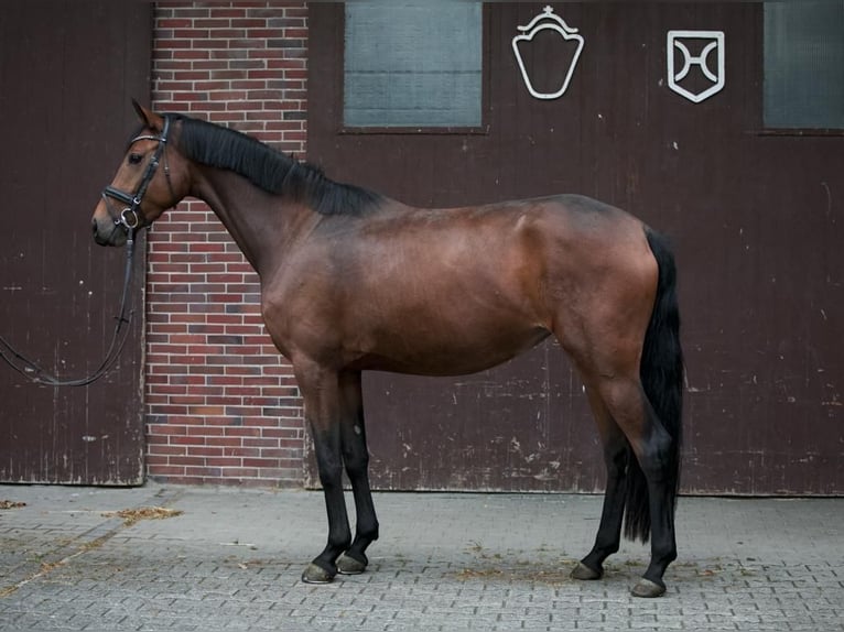 Koń oldenburski Klacz 4 lat 168 cm Gniada in Borchen