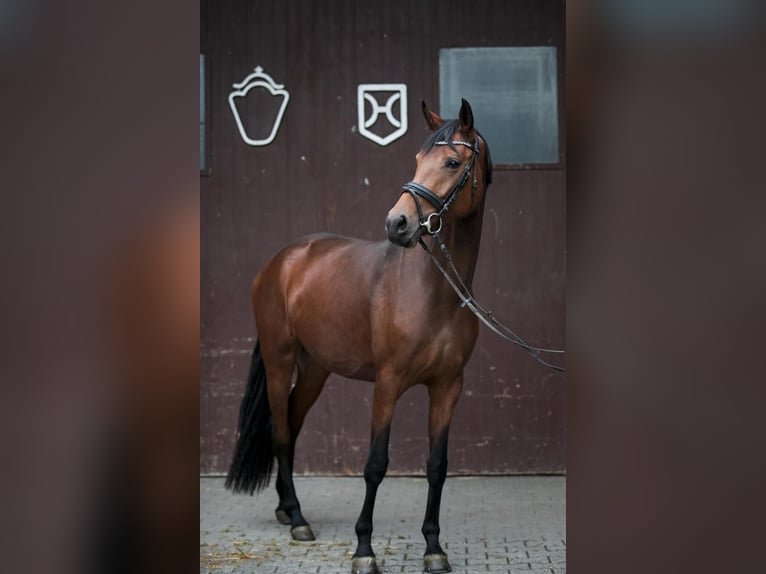 Koń oldenburski Klacz 4 lat 168 cm Gniada in Borchen